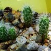 Mammillaria _wrightii _ssp.wilcoxii _10